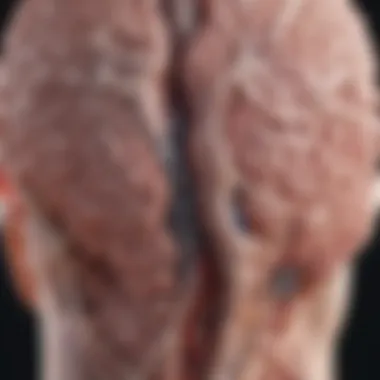 Magnificent Understanding Stage 4 Metastatic Melanoma in the Brain Magnificent Understanding Stage 4 Metastatic Melanoma in the Brain