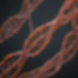 Duchenne muscular dystrophy genetic structure