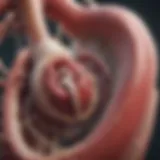 Schematic representation of aortic valve and its function