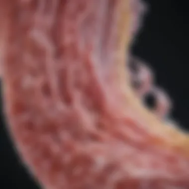 Symptoms Associated with Biofilm-Related UTIs Diagram showcasing symptoms of biofilm UTI