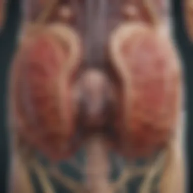Bladder Anatomy and Neural Connections Detailed view of bladder anatomy and its neural connections