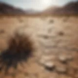 A barren landscape showcasing the effects of severe drought