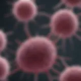 Microscopic view of cancer cell lines in culture