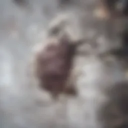 Illustration depicting the anatomy of the heart with labeled chambers and valves