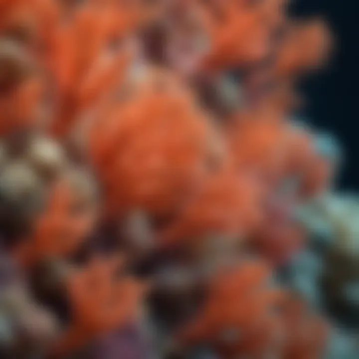 Close-up of a coral polyps highlighting their ecological significance