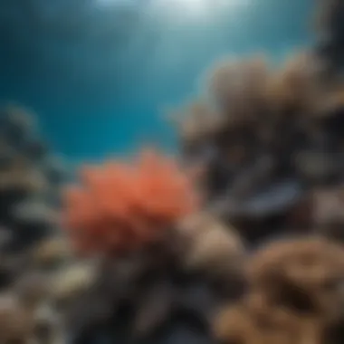 Active Conservation Initiatives for Coral Preservation Conservation efforts in action on the Great Barrier Reef