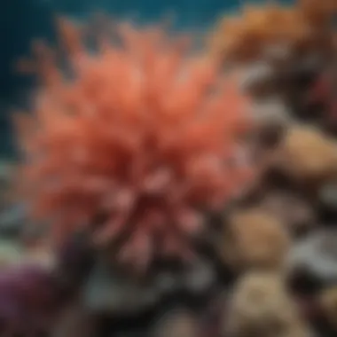 Diversity of Coral Formations in the Great Barrier Reef Vibrant coral formations in the Great Barrier Reef showcasing biodiversity