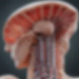 Illustration of intervertebral disc degeneration