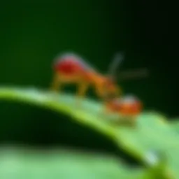Close-up of aphids on a plant leaf