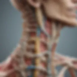 Illustration of cervical spine anatomy