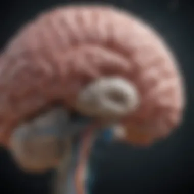 Neuroscientific Insights into Brain Functionality Neuroscientific illustrations depicting brain activity