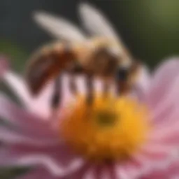 A close-up of a healthy honey bee on a flower, showcasing the importance of pollinators in ecosystems.