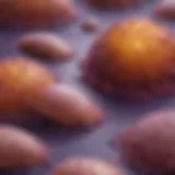 A detailed overview of pancreatic cancer stages depicted through a diagnostic chart.
