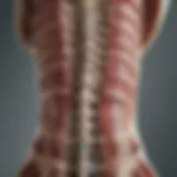 A detailed anatomical illustration of the spinal column highlighting the location of haemangiomas.