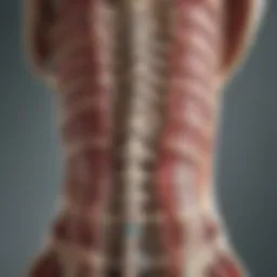 A detailed anatomical illustration of the spinal column highlighting the location of haemangiomas.
