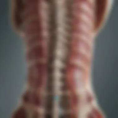 Anatomy of Spinal Haemangiomas A detailed anatomical illustration of the spinal column highlighting the location of haemangiomas.