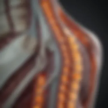 MRI Analysis of Spinal Haemangioma MRI scan image showcasing a spinal haemangioma with clear indications.