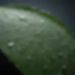 A close-up of clear water droplets on a leaf, emphasizing purity and freshness.