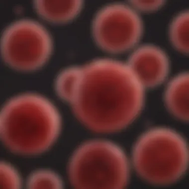 Microscopic view of blood smear highlighting red blood cell morphology