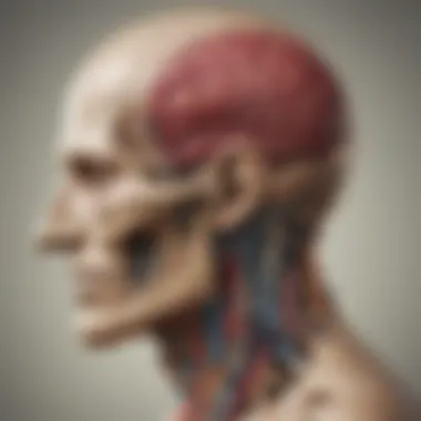 Anatomical Studies in Antique Medical Literature A vintage illustration from a medical textbook highlighting anatomical studies