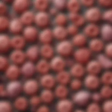 Graph illustrating myeloproliferative neoplasms classifications