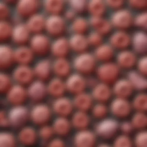 Graph illustrating myeloproliferative neoplasms classifications