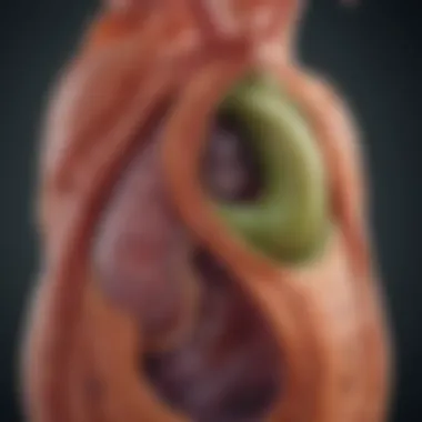 Illustration of gallbladder anatomy