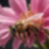 A close-up view of a honeybee on a vibrant flower, showcasing its role in pollination