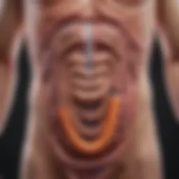 A visual representation of the digestive system highlighting the colon