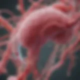 Conceptual diagram of probiotics interacting with urinary tract flora