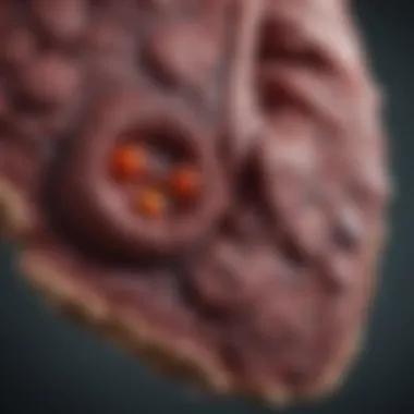 Targeting Liver Fibrosis with Novel Drugs Novel drug formulations targeting liver fibrosis