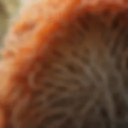 A close-up of Lion's Mane mushroom illustrating its unique texture and appearance