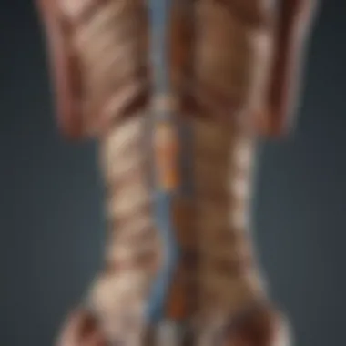 Illustration showcasing lumbar spine anatomy