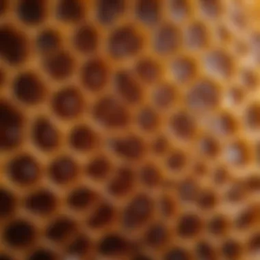 Honeycombs filled with golden honey