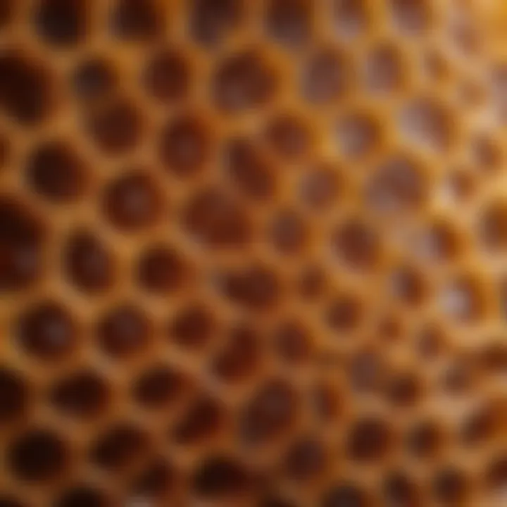 Honeycombs filled with golden honey