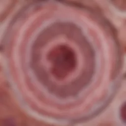 Histological slide of medulloblastoma highlighting cellular characteristics