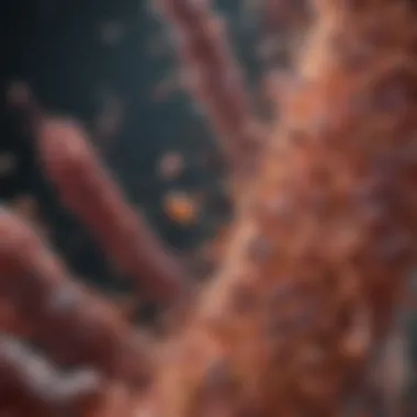 Influence of Gut Bacteria on Metabolism Gut bacteria influencing metabolism