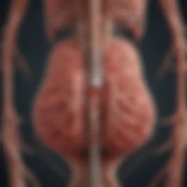 Nervous Pathways of Bladder Control Illustration of the nervous pathways involved in bladder control