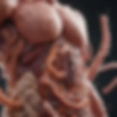 Gastrointestinal Health and Probiotics Visual representation of gastrointestinal health