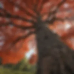 A majestic redwood oak towering in its natural habitat