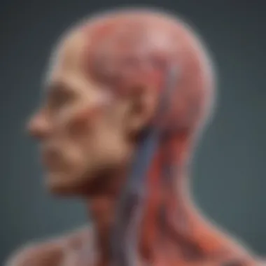 Understanding Blood Flow and Pressure An anatomical illustration showing blood flow and pressure regulation