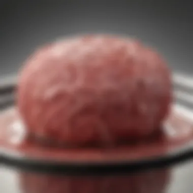 Benefits of Stem Cell Grown Meat Diagram of the benefits of stem cell grown meat.