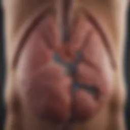 Liver function illustration highlighting the role of bile production