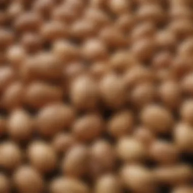 Peanut Botanical Diversity Visual representation of peanut botanical classifications