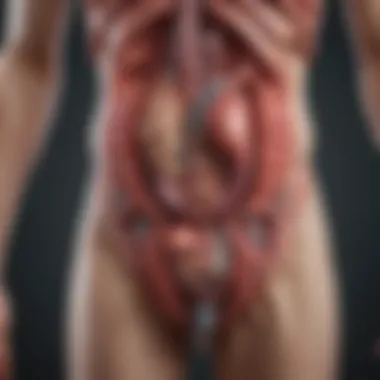 Anatomy of the Urinary Tract Illustration of urinary tract