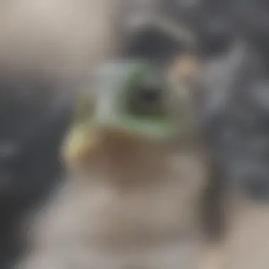 Vocalization Display of Treefrogs Treefrog engaging in a vocalization display