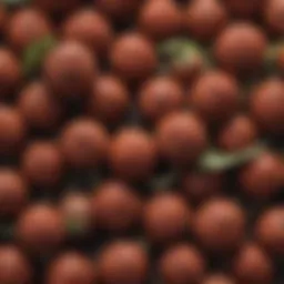 Close-up of Trifolium subterraneum seeds showcasing their unique shape and texture.