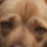 A close-up view of a dog's skin showing signs of an allergic reaction