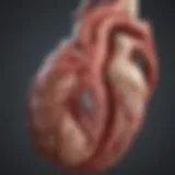 Anatomy of coronary arteries