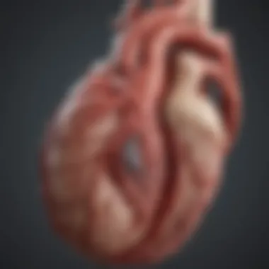 Anatomy of coronary arteries